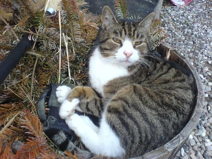 Blanding af racer Tarzan billede 1