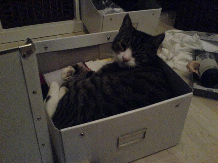 Blanding af racer Tarzan billede 2