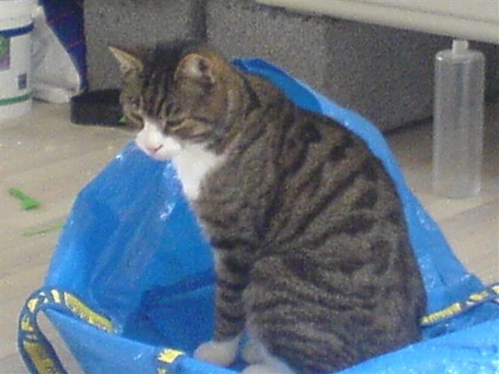 Blanding af racer Tarzan billede 3