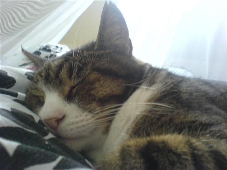 Blanding af racer Tarzan billede 4