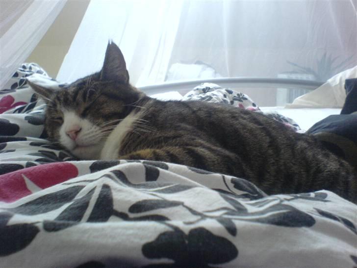 Blanding af racer Tarzan billede 5