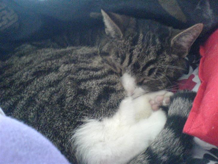 Blanding af racer Tarzan billede 6