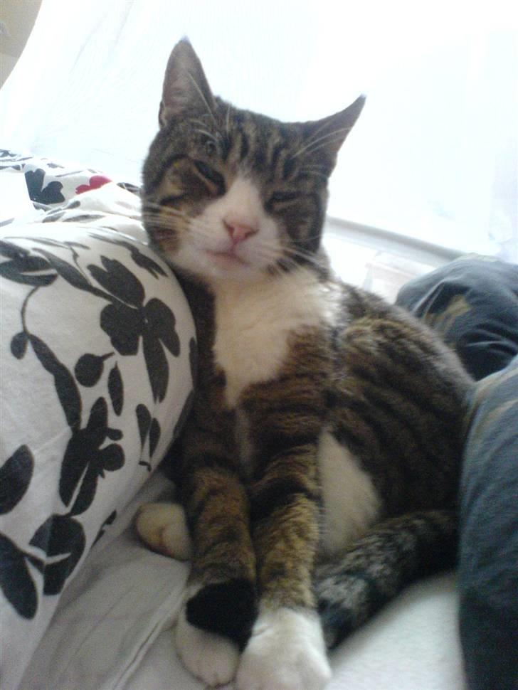 Blanding af racer Tarzan billede 7