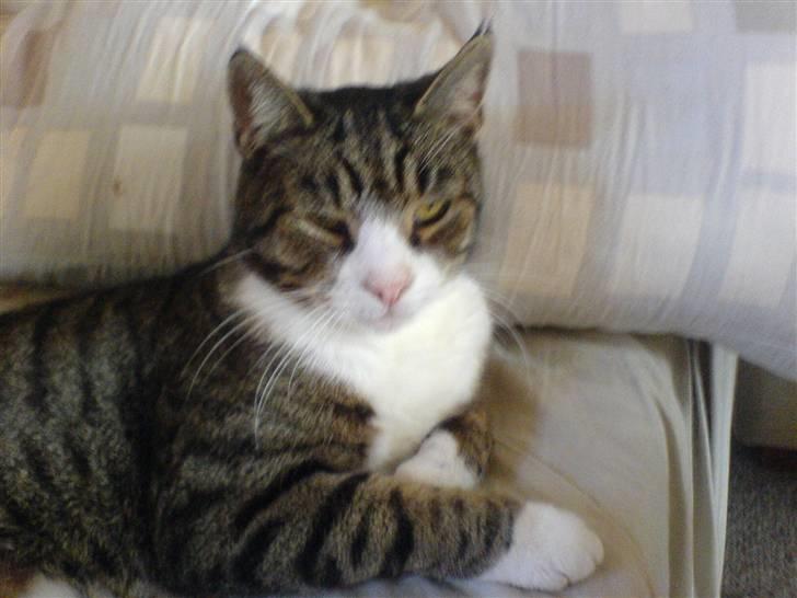 Blanding af racer Tarzan billede 8