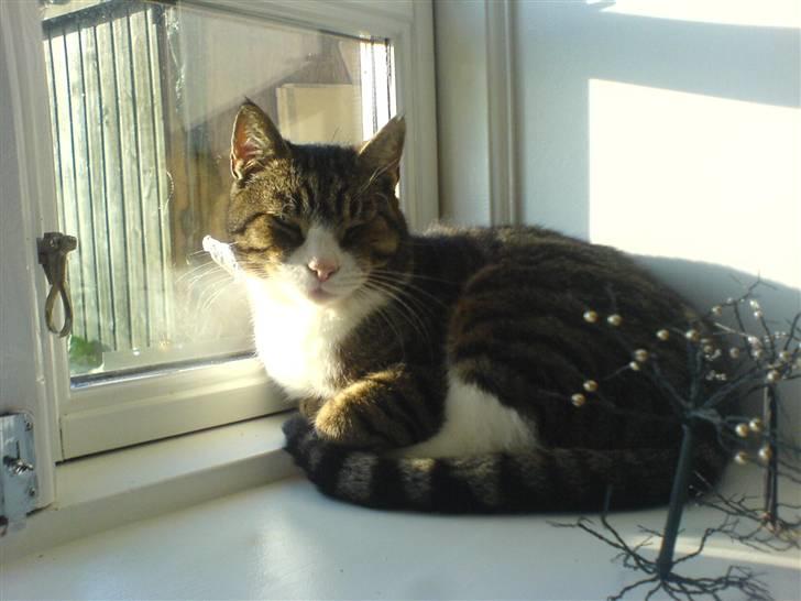 Blanding af racer Tarzan billede 9