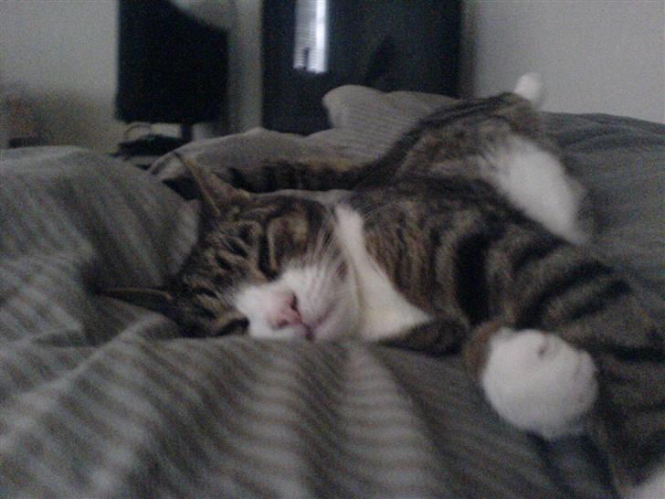 Blanding af racer Tarzan billede 10