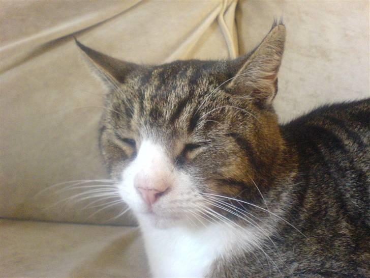 Blanding af racer Tarzan billede 11