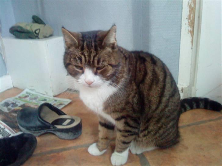 Blanding af racer Tarzan billede 12