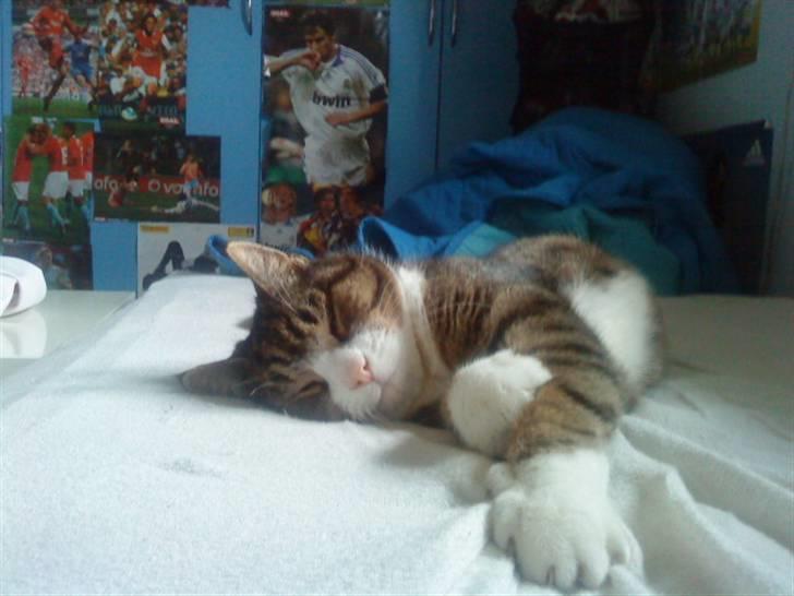 Blanding af racer Tarzan billede 13