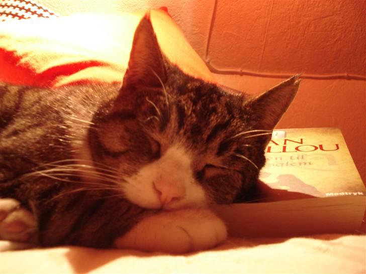 Blanding af racer Tarzan billede 14