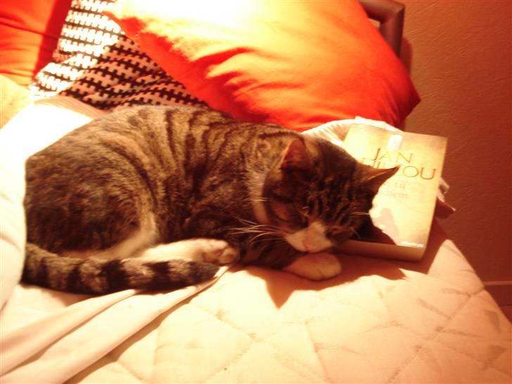 Blanding af racer Tarzan billede 15