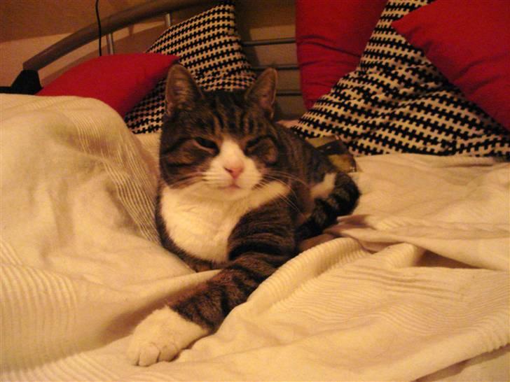 Blanding af racer Tarzan billede 16