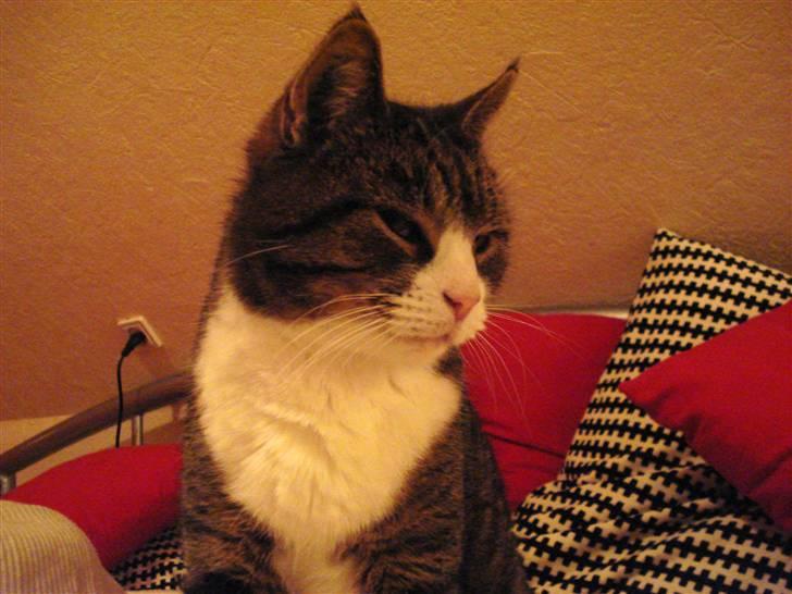 Blanding af racer Tarzan billede 17