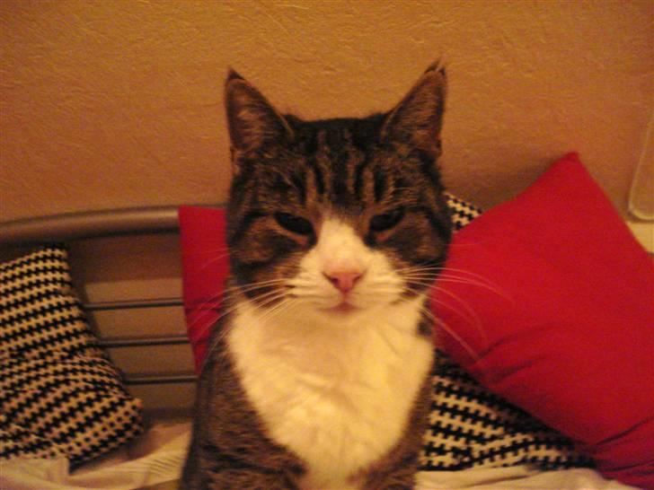 Blanding af racer Tarzan billede 18