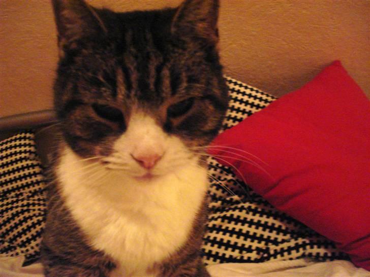 Blanding af racer Tarzan billede 19