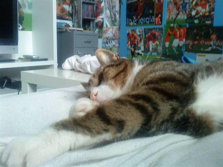 Blanding af racer Tarzan billede 20