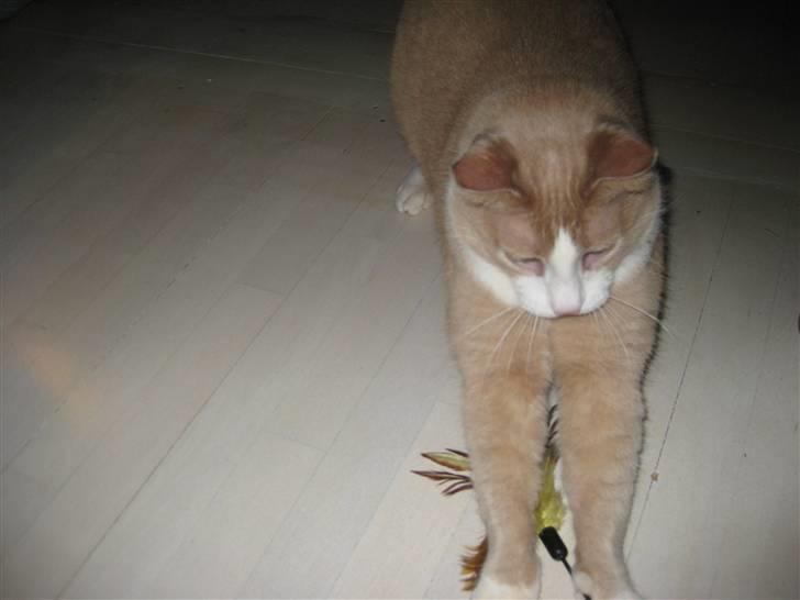 Huskat Løve billede 1