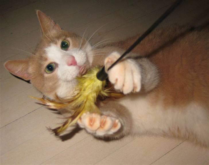 Huskat Løve billede 2