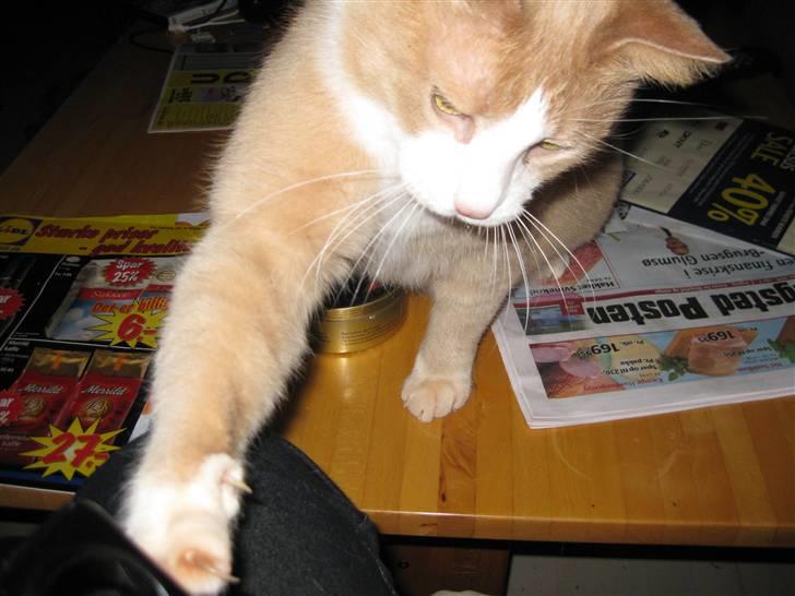 Huskat Løve billede 3