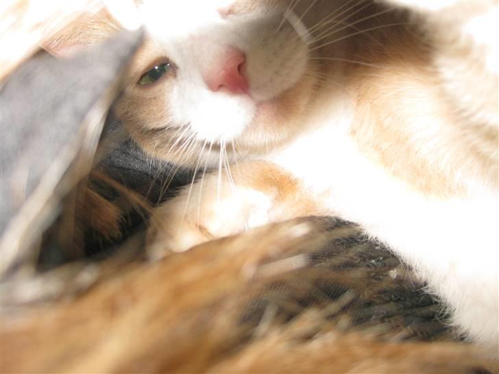 Huskat Løve billede 4