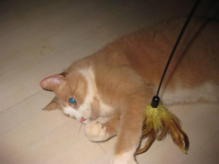 Huskat Løve billede 5