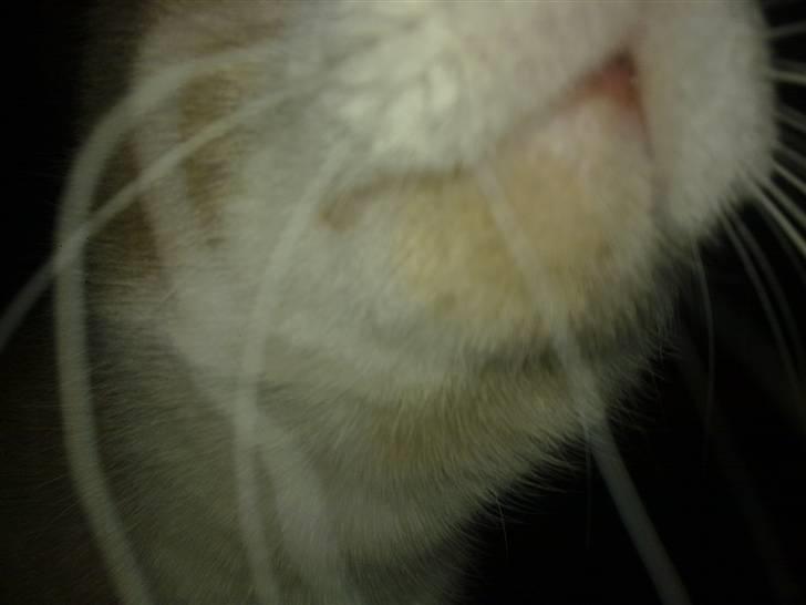 Huskat Løve billede 6