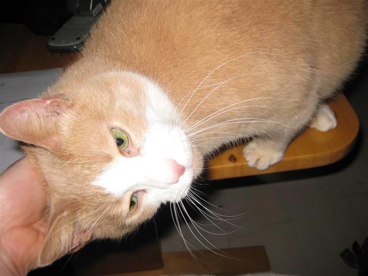 Huskat Løve billede 7