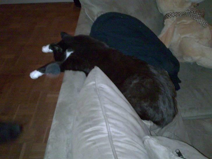 Blanding af racer Rumle billede 9