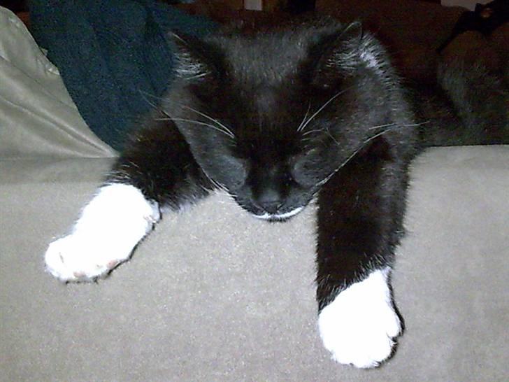 Blanding af racer Rumle billede 10