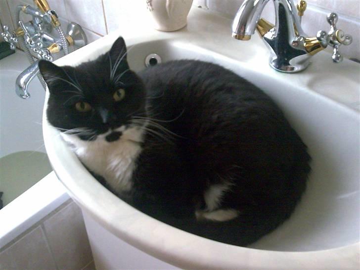 Blanding af racer Rumle billede 11