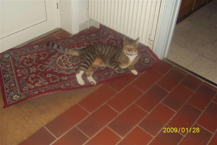 Blanding af racer tiger(død) - dovner bare  billede 2