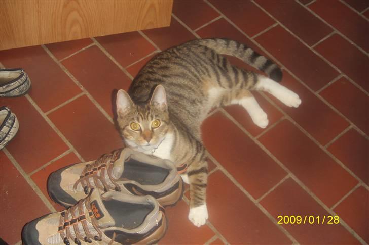 Blanding af racer tiger(død) - skoen lygter godt;) billede 3