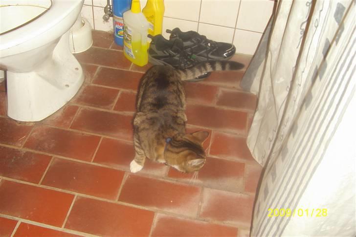 Blanding af racer tiger(død) - forhænget er flot syntes tiger billede 4