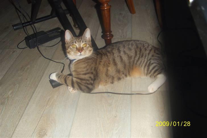 Blanding af racer tiger(død) - hva¨, laver du??? billede 5