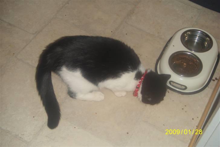 Blanding af racer wupti *død* - hmm... maden smager godt!!! og velkommen til wupti`s profil billede 1