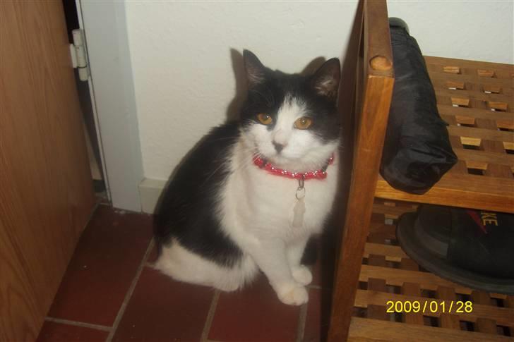 Blanding af racer wupti *død* - gemmer mig for tiger heeh billede 2