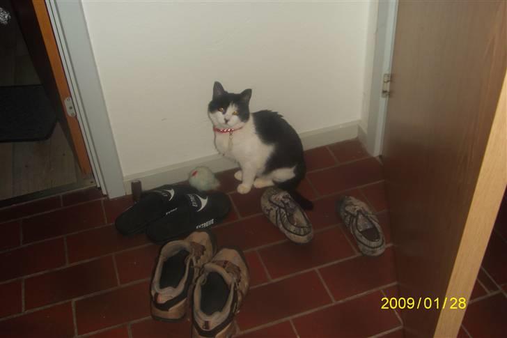 Blanding af racer wupti *død* - er jeg lækker eller hvad?? billede 3