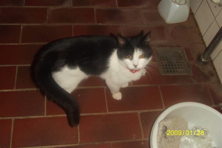 Blanding af racer wupti *død* - elsker at dovne billede 4