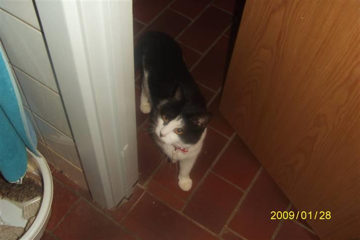 Blanding af racer wupti *død* - flygt ud på badeværelset der er nemlig gulv-varme  billede 5