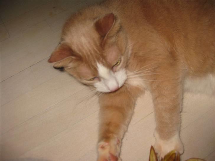 Huskat Løve billede 8