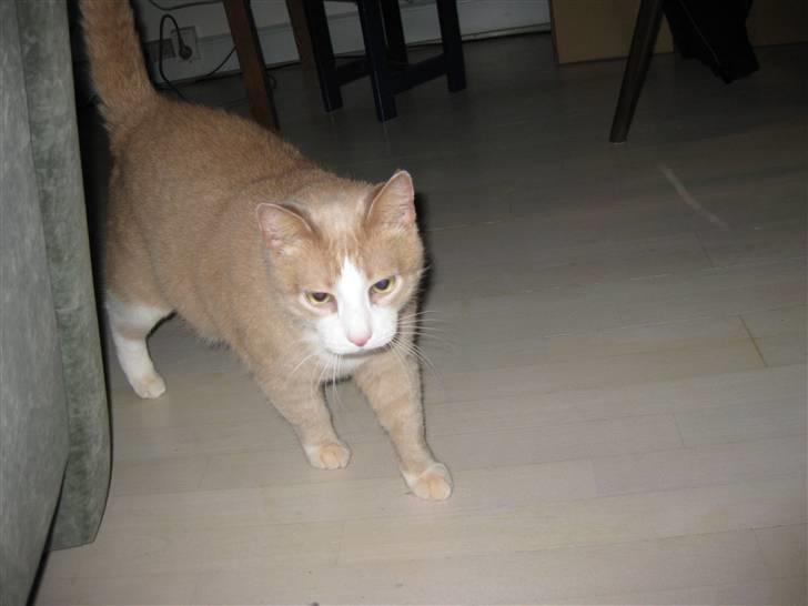 Huskat Løve billede 9