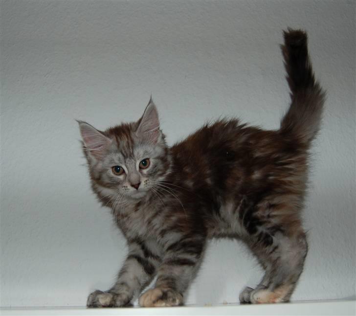 Maine Coon Kiki P ( Kiksen) - 12 uger og fræk !! billede 1