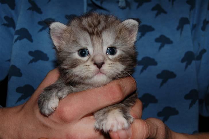 Maine Coon Kiki P ( Kiksen) - 3½ uge gammel billede 2