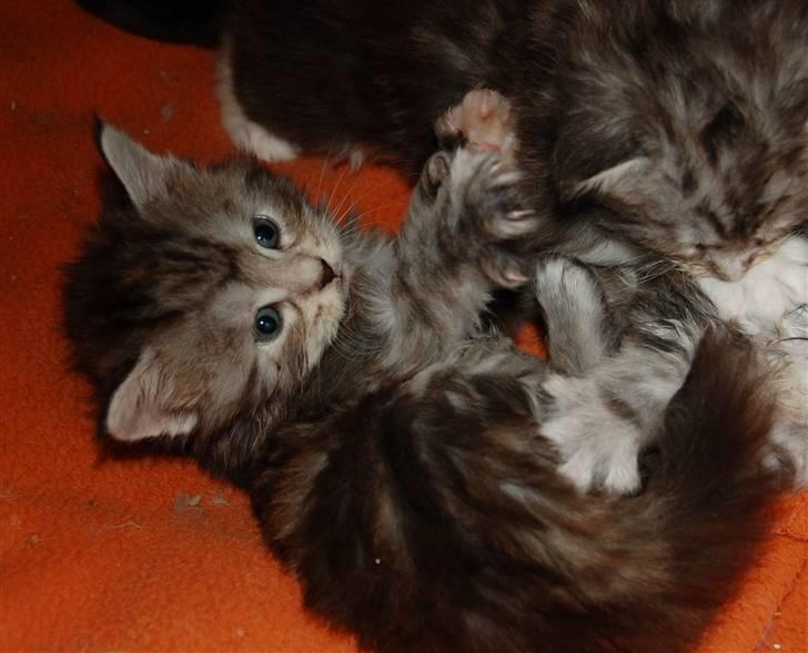 Maine Coon Kiki P ( Kiksen) - 6 uger billede 3