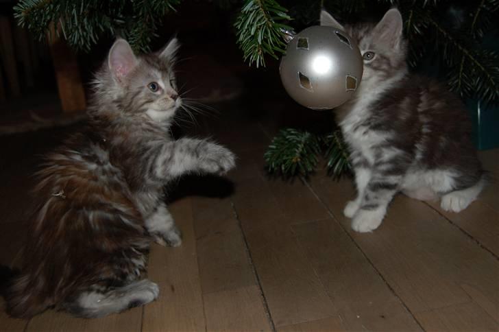 Maine Coon Kiki P ( Kiksen) - Leger med min bror - jul 2008 billede 4