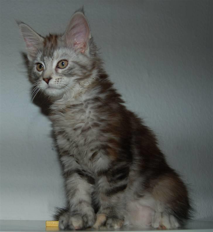 Maine Coon Kiki P ( Kiksen) billede 6