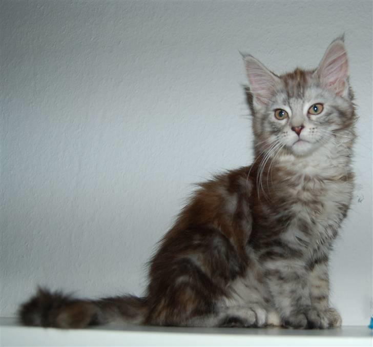 Maine Coon Kiki P ( Kiksen) billede 7