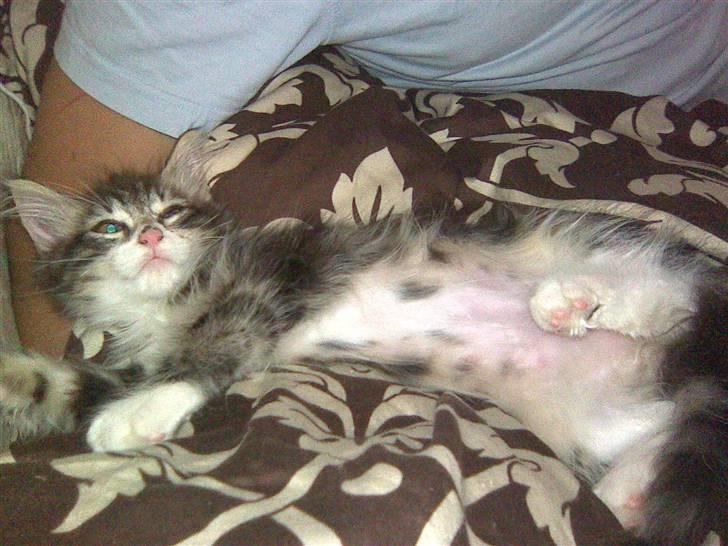 Blanding af racer Duchess billede 18