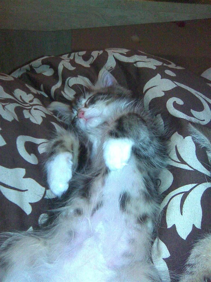 Blanding af racer Duchess billede 19