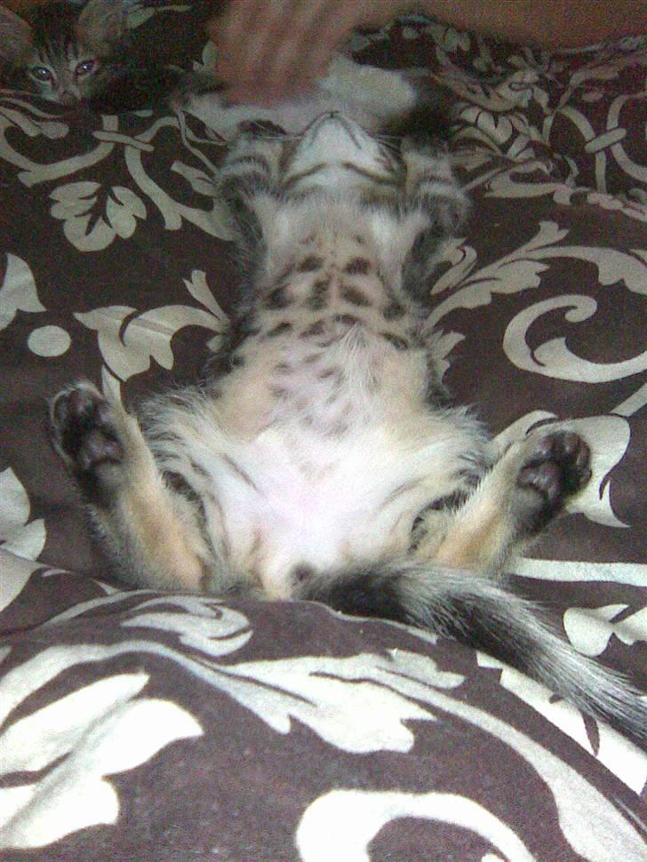 Blanding af racer Fiona billede 17